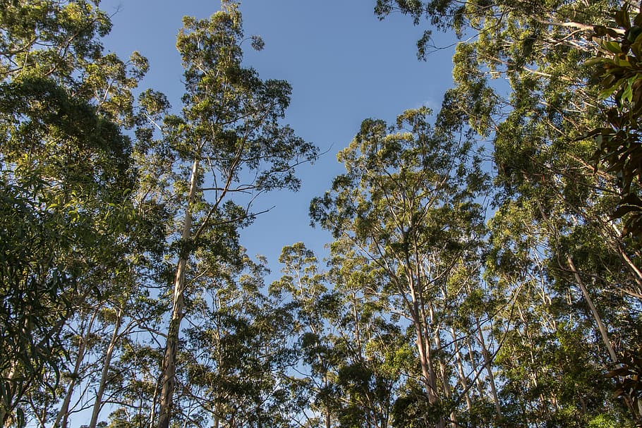 gum trees, eucalypts, green, native, subtropical, blue sky, HD wallpaper