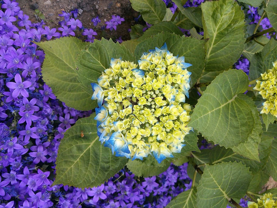 hydrangea, blue, blossom, bloom, flower, greenhouse hydrangea HD wallpaper