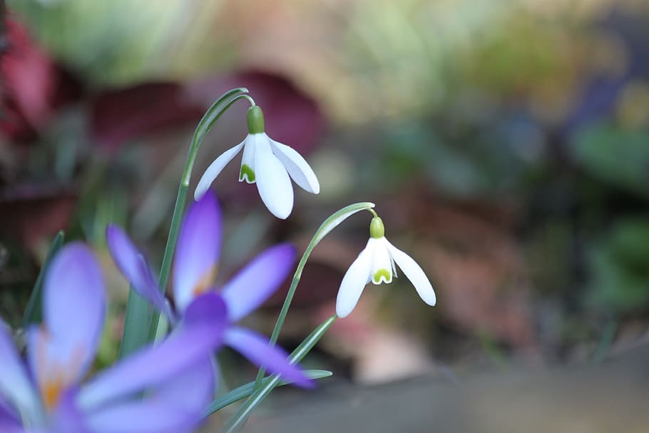 snowdrop, spring, spring flower, white, bloom, blossom, beautiful HD wallpaper