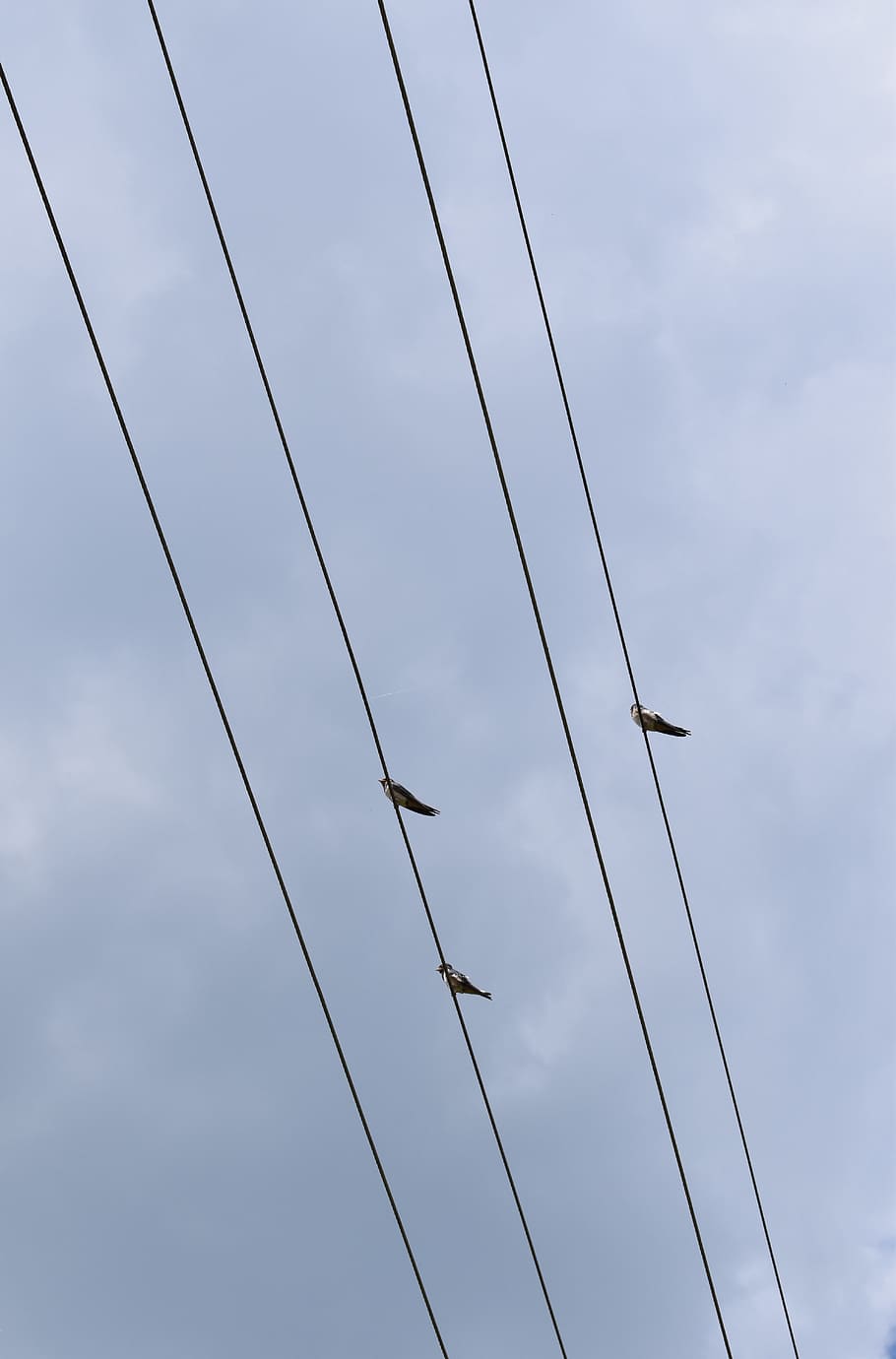 bird, sky, cloud, wiring, roost, low angle view, cable, cloud - sky HD wallpaper