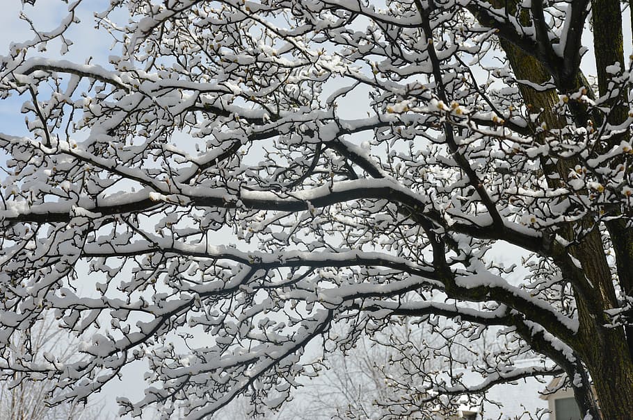 snow, tree, branch, plant, low angle view, beauty in nature HD wallpaper