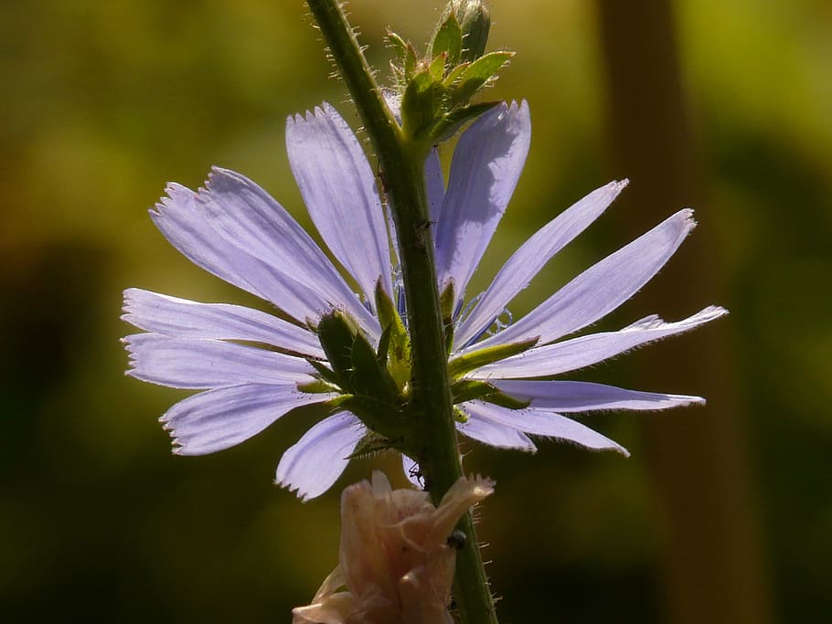 Common Chicory, Flower, back light, hoverfly, blossom, bloom HD wallpaper