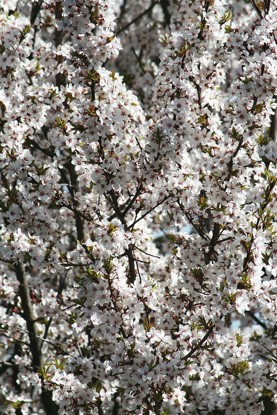 spring, bloom, garden, bush, branch, sunshine, nature, flowers HD wallpaper