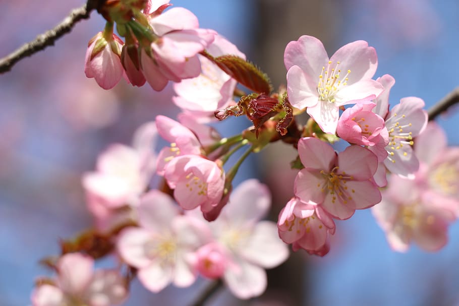sakura, cherry, spring, bloom, tree, nature, pastel, japanese HD wallpaper