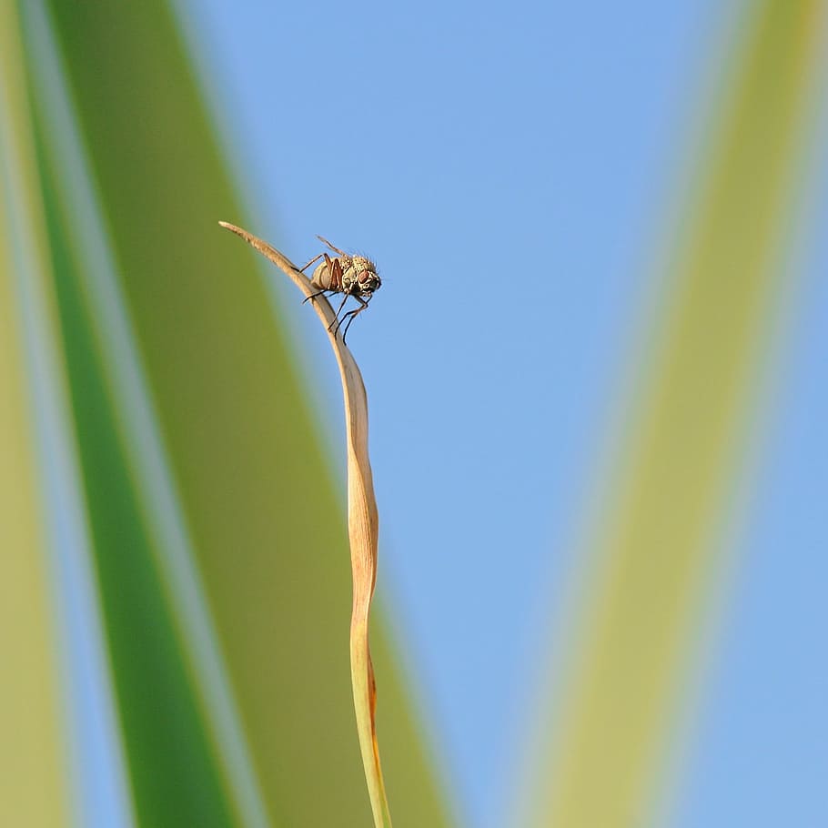 fly, insect, height, isolated form, nature, animal, dragonfly HD wallpaper