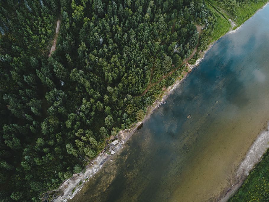 birds eye view photo of green trees beside a lake, top-view photography of green pine trees beside body of water HD wallpaper
