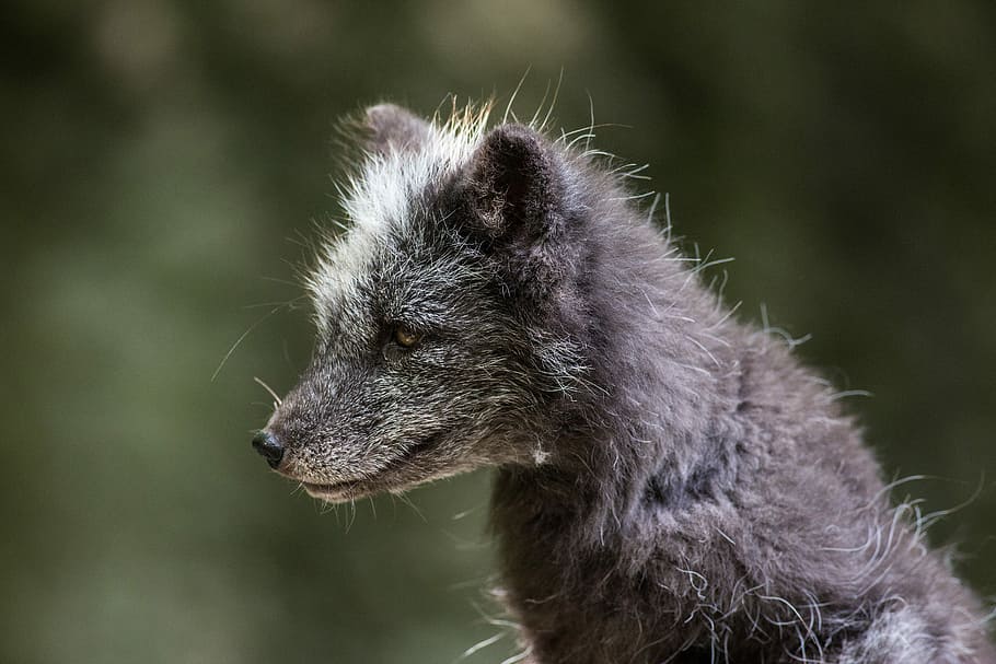 wildlife photography of fox, Arctic Fox, Ice, Fur, Snout, Animal