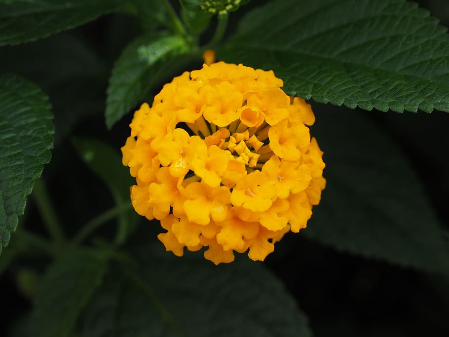 lantana, lantana camara cultivar, ornamental plant, yellow, HD wallpaper