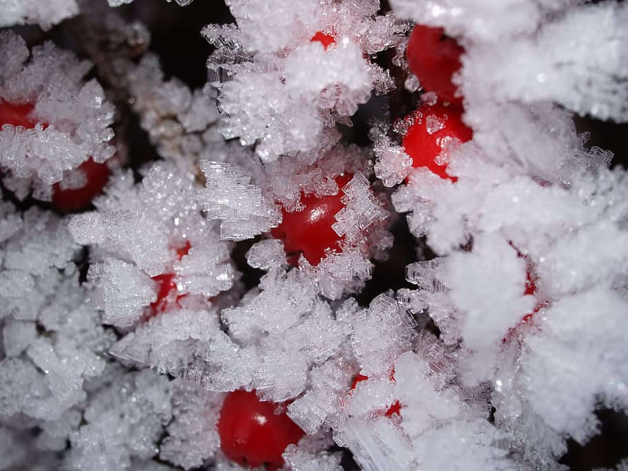 Frosted Fruits, christmas, close-up, cold, zing, frosty, ice HD wallpaper
