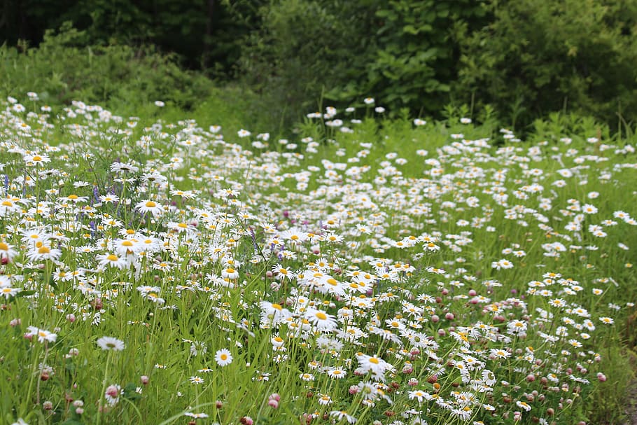 chamomile, field, meadow, nature, flower, summer, bloom, plant HD wallpaper