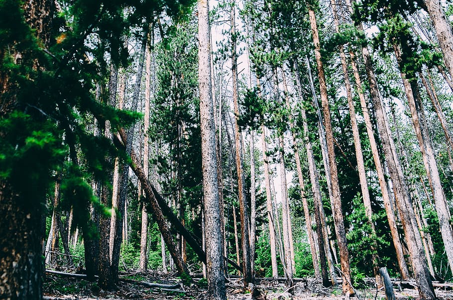 trees, woods, forest, leaves, green, outdoors, nature, plant HD wallpaper