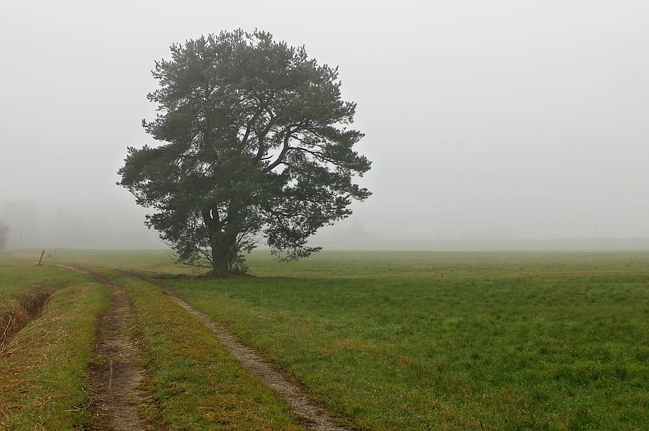 green tree on green meadows, landscape, fog, haze, pine, away HD wallpaper
