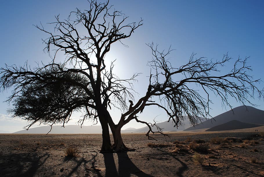 africa, namibia, sossusvlei, desert, sand dune, tree, dry, national park, HD wallpaper