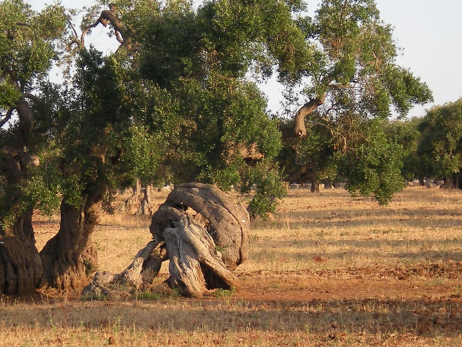 Olive Tree, Trees, Secular, animals in the wild, animal wildlife HD wallpaper