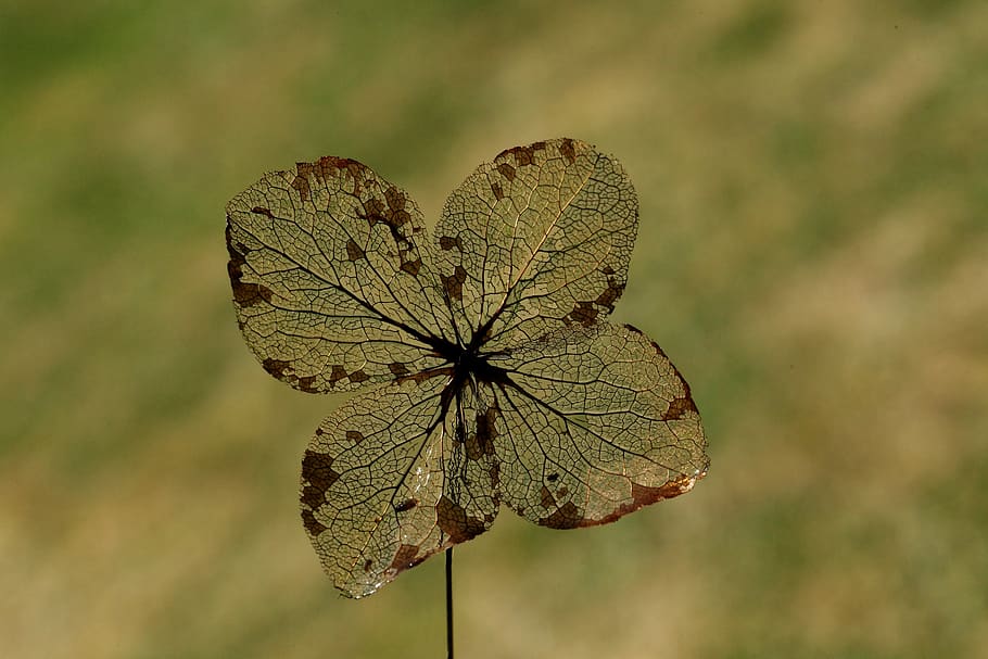 leaf, ribs, nature, plant, close-up, focus on foreground, beauty in nature HD wallpaper