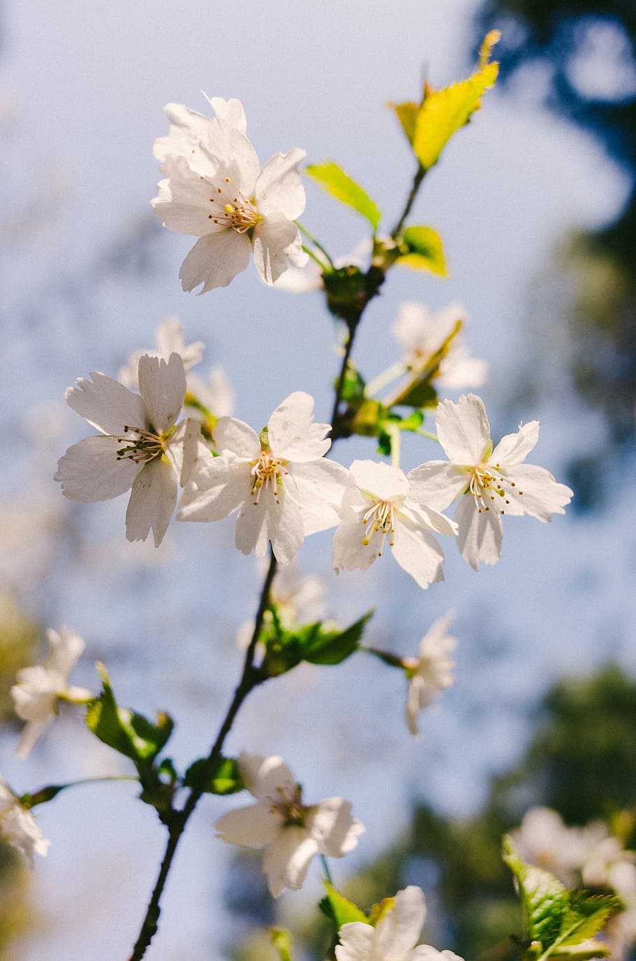Spring flowers, nature, springtime, tree, branch, blossom, plant HD wallpaper