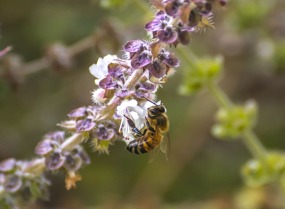 bee, flowers, nature, insect, pollination, insects, basil, flowering plant HD wallpaper