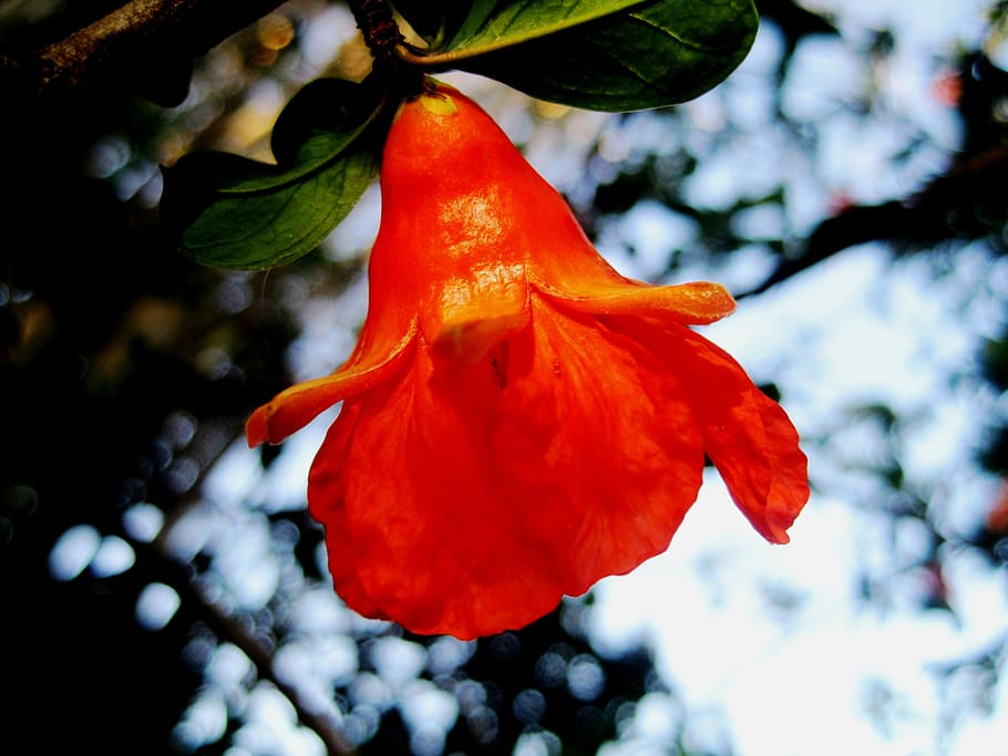 flower, pomegranate, orange, bright, cup shaped, garden, plant HD wallpaper