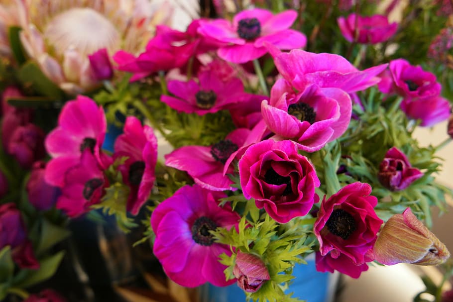 spring, flower, pink, strauss, flowering plant, freshness, beauty in nature HD wallpaper