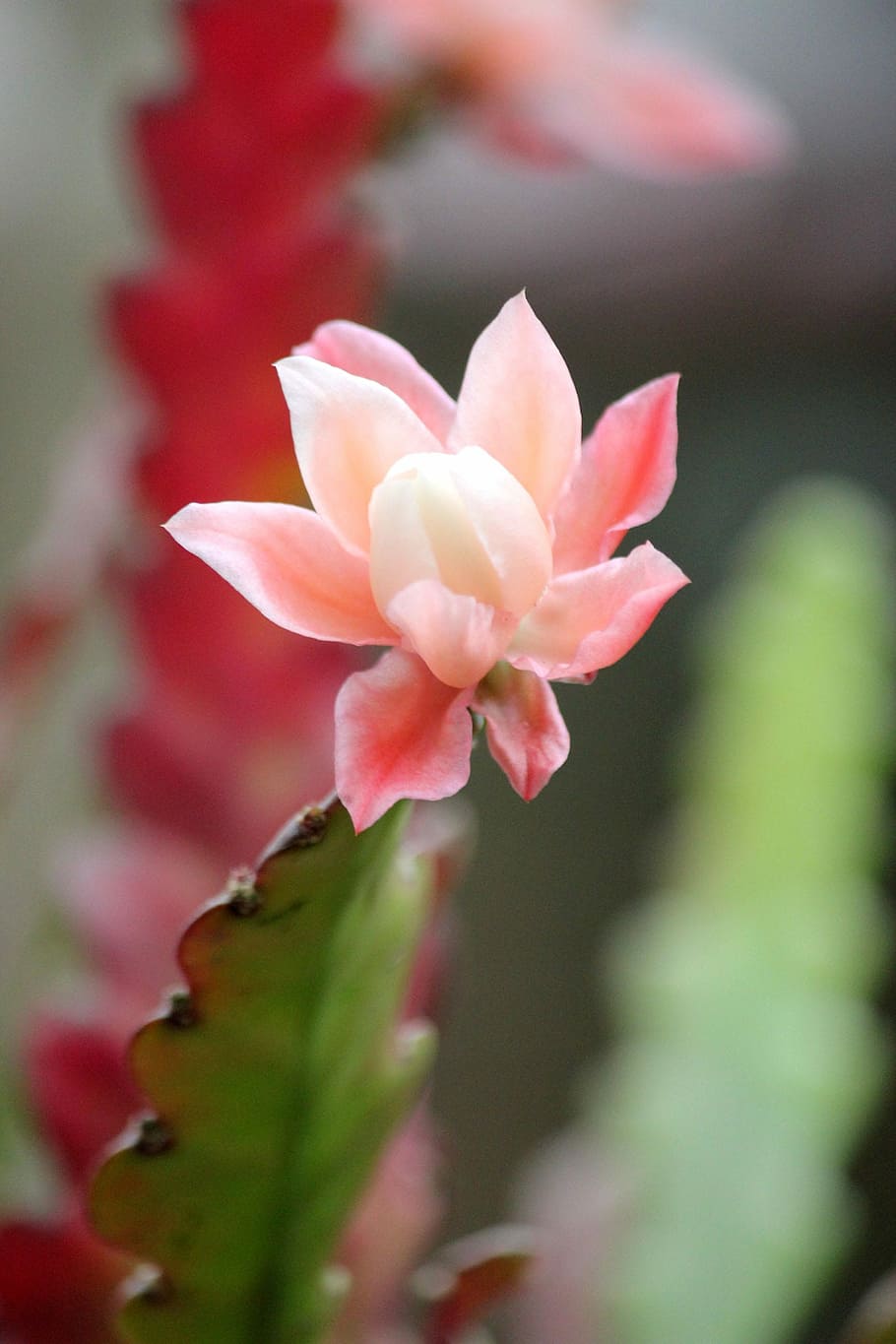 Cactus, Flowers, Bloom, Plants, Exotic, thorns, beauty, flowering HD wallpaper