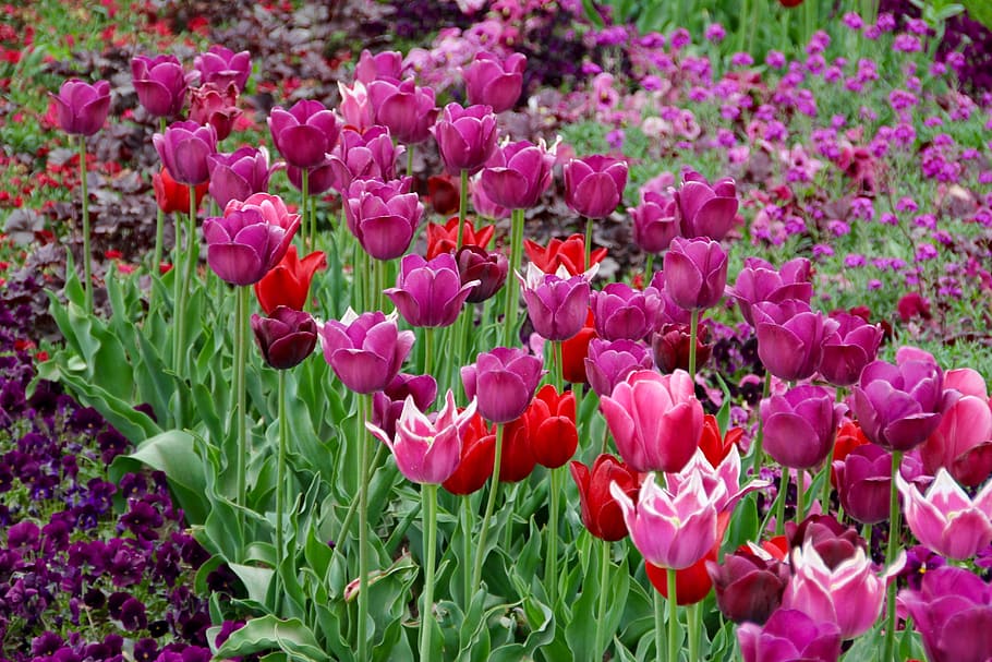 tulips, tulipa, tulpenzwiebel, breeding tulip, purple, schnittblume, HD wallpaper