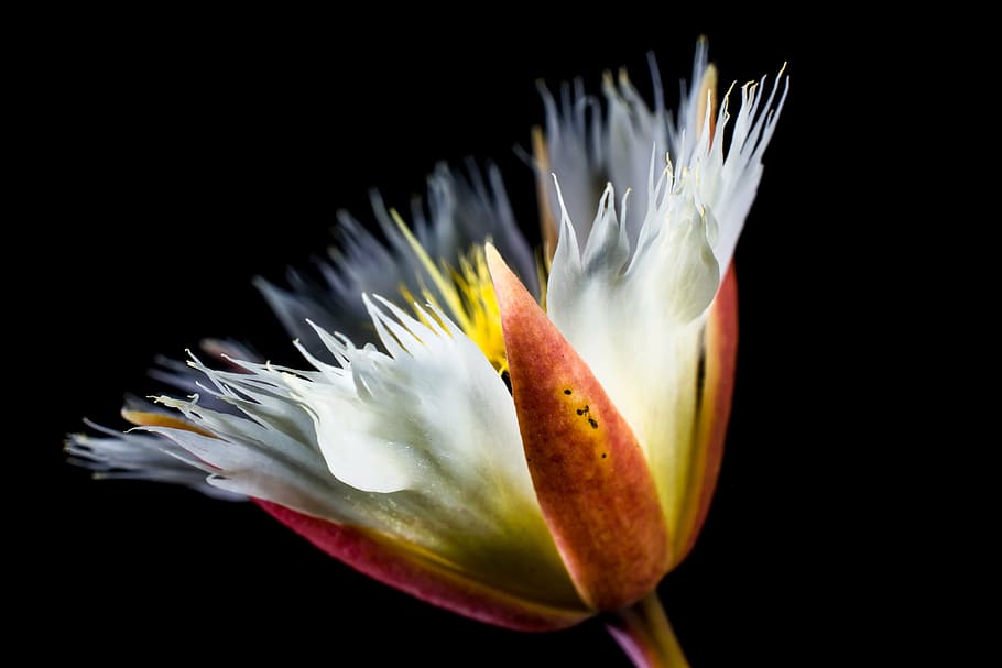 blossom, bloom, white, flowering twig, nature, plant, petal HD wallpaper