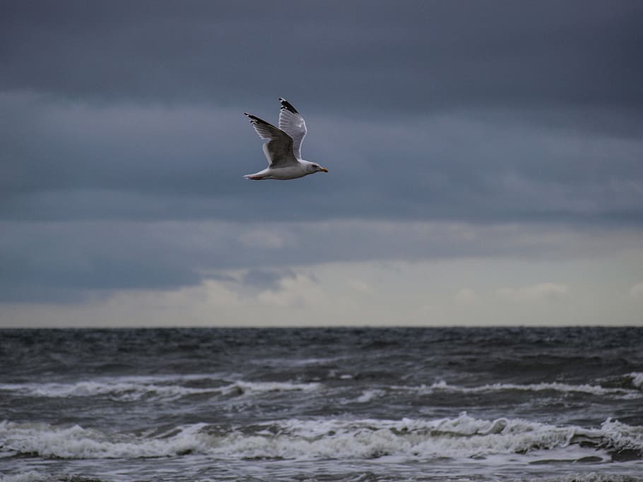 seagull, wave, waves, wide, baltic sea, nature, bird, animal wildlife HD wallpaper