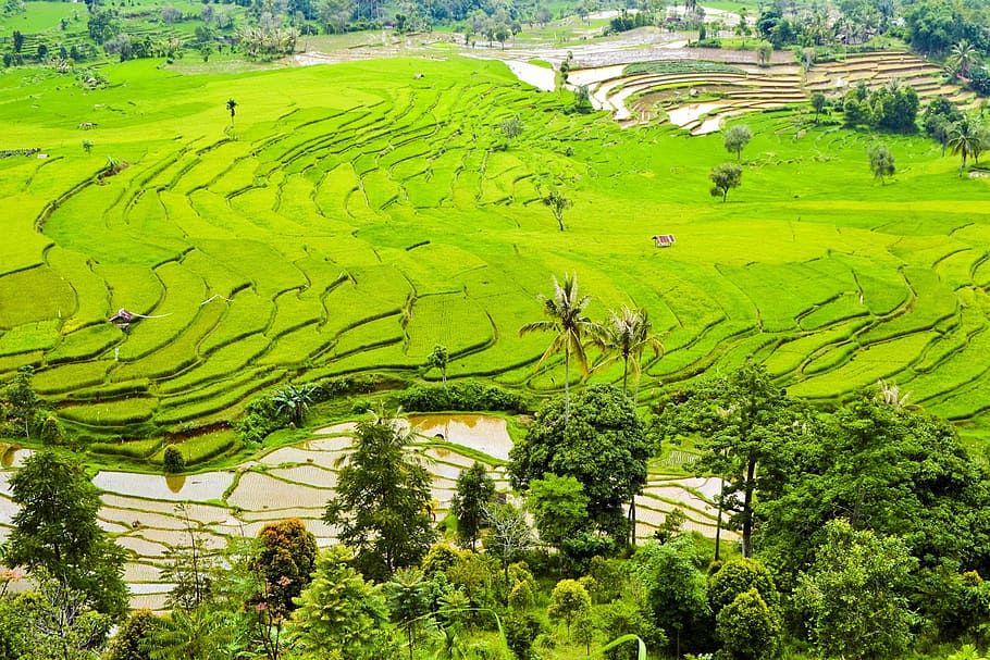 aerial photo of rice field, rice terraces, plantation, fields HD wallpaper