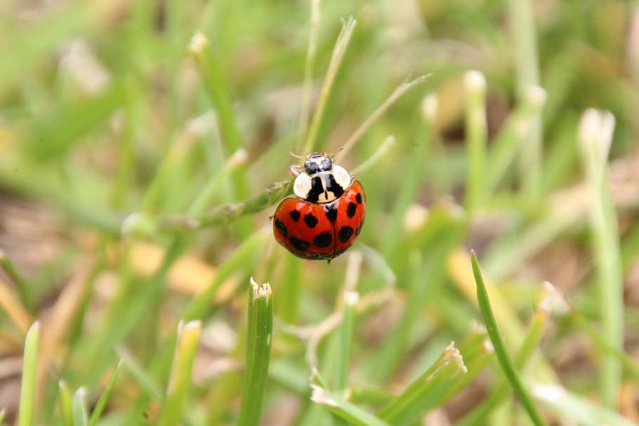 ladybug, grass, red, beetle, insect, invertebrate, animal themes HD wallpaper