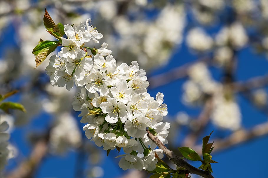 macro photography of white petaled flowers, cherry blossoms HD wallpaper