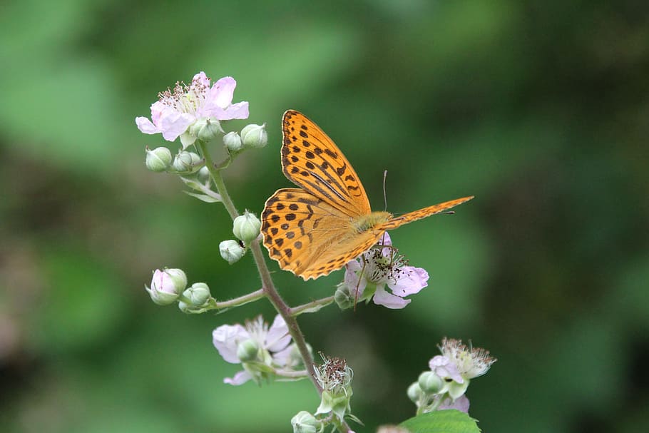 butterfly, insect, flower, flowering plant, animal wildlife HD wallpaper