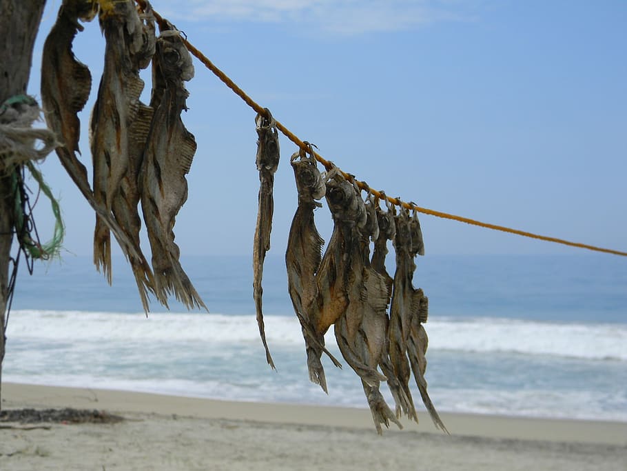 Fish, Drying, Sun, Food, beach, hanging, sea, sand, nature HD wallpaper
