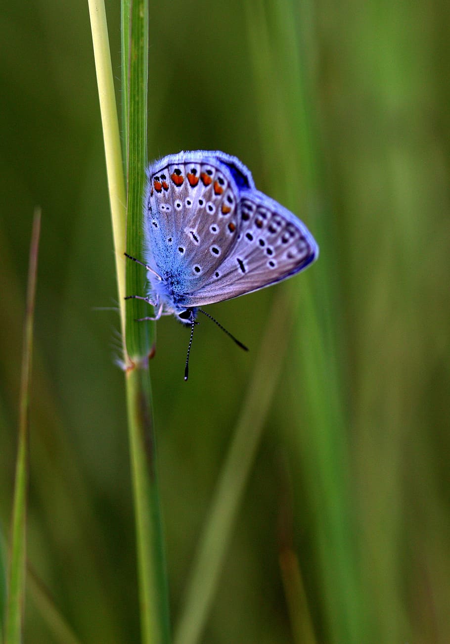 butterfly, blue, wings, rest, plant, insecta, animal wildlife HD wallpaper