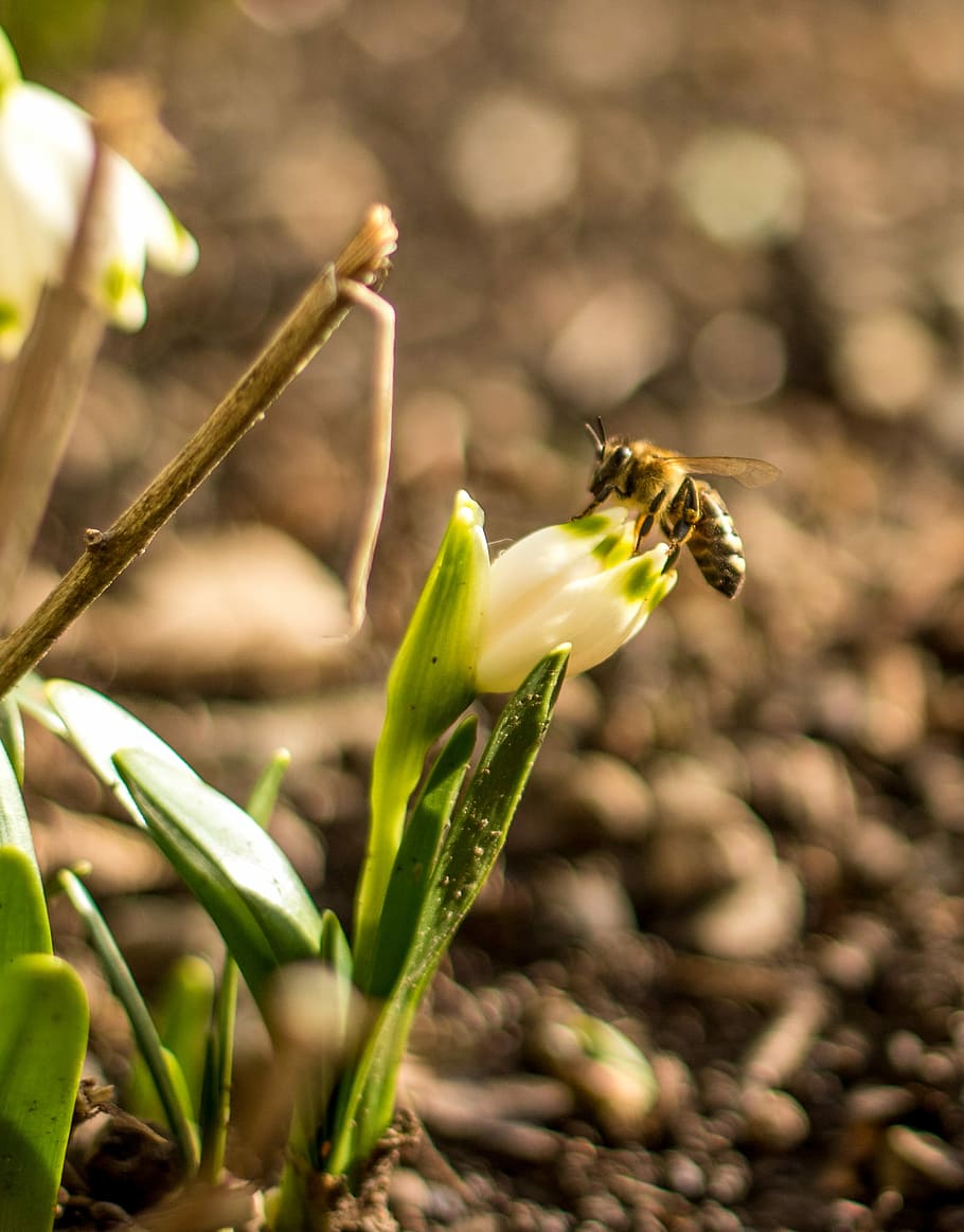 Bee, Flower, Flight, Insect, Plant, beekeeping, nature, animal wildlife HD wallpaper