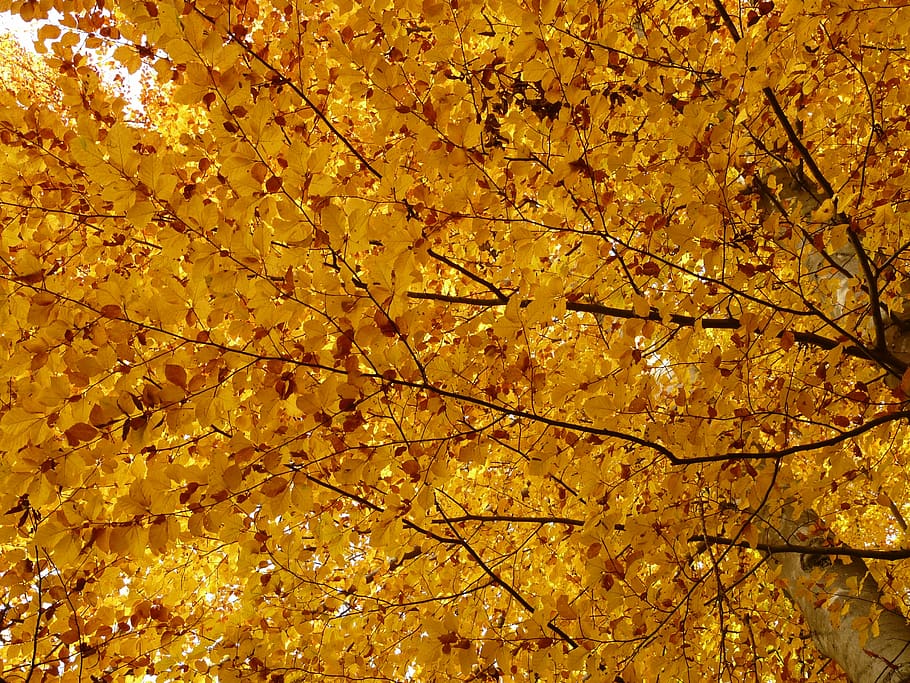 beech, fagus sylvatica, forest, golden autumn, golden october, HD wallpaper