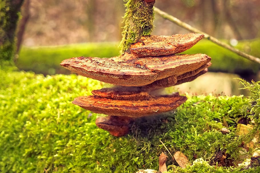 photo of brown mushroom, tree fungus, nature, forest, tribe, wood