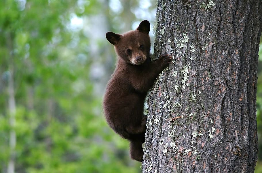 Red panda climbing on tree, bear, cub, truck, cute, hanging HD wallpaper