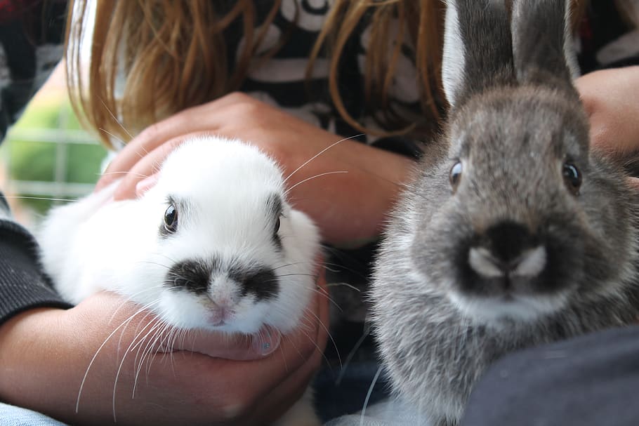 soft, rabbit, snout, mammal, pets, domestic, real people, domestic animals HD wallpaper