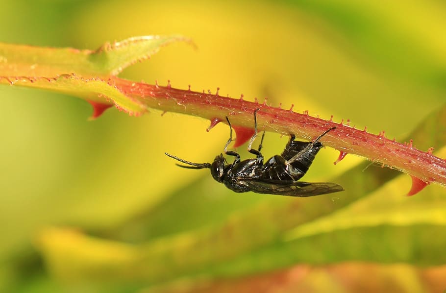 insect, insect macro, new insect, fly, flight insect, probe HD wallpaper