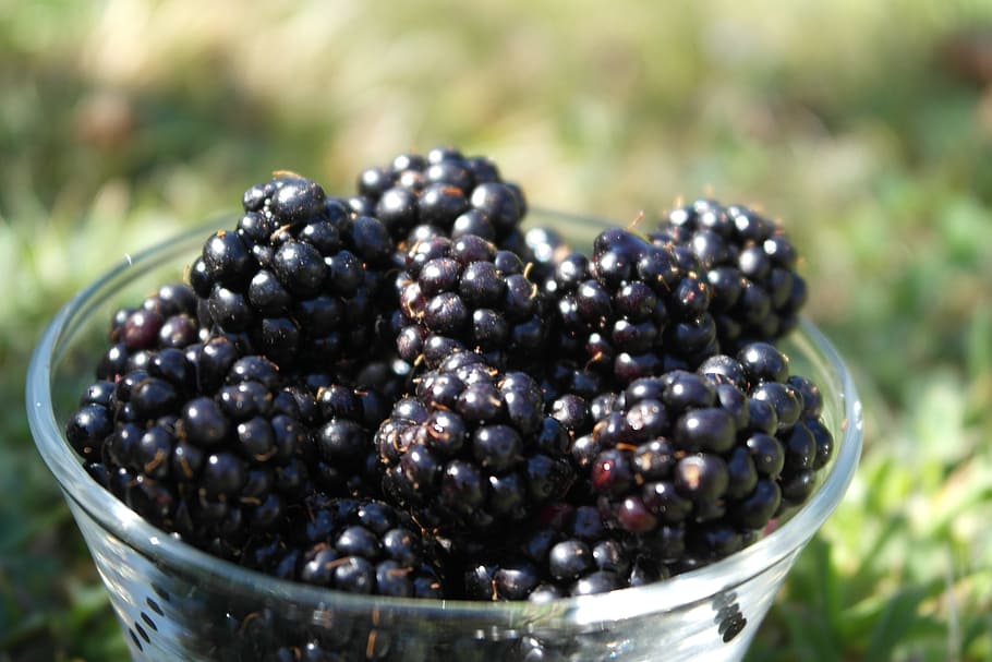 blackberry, fruit, taste, healthy eating, food and drink, berry fruit HD wallpaper