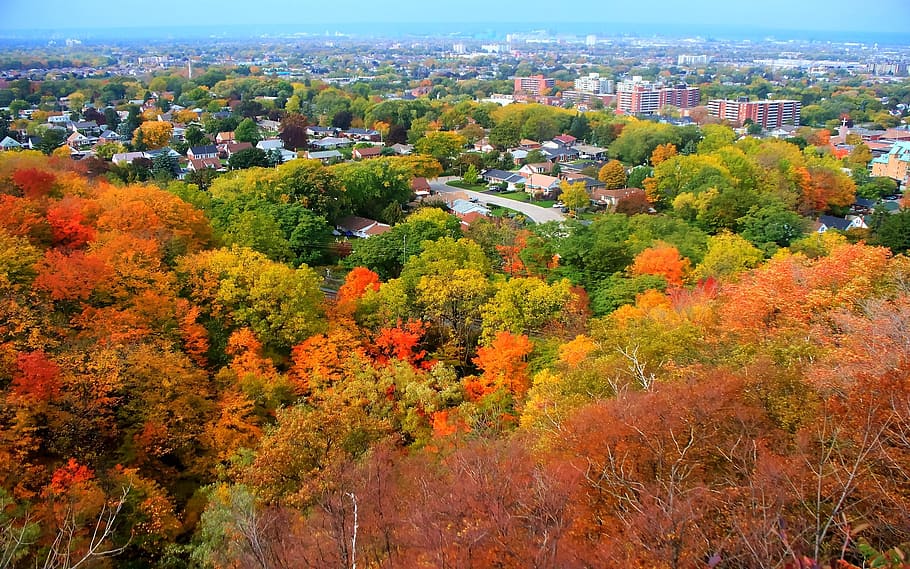 Trees, Fall, Seasons, Colorful, autumn, leaves, red, yellow HD wallpaper