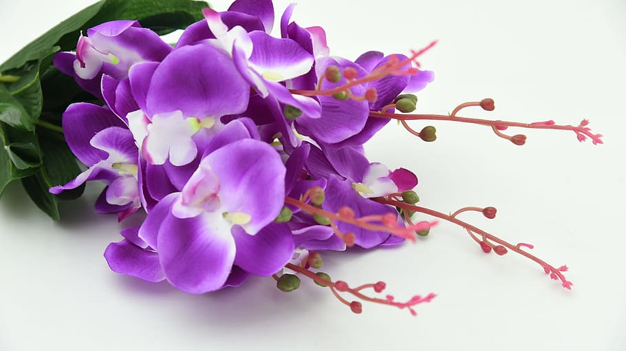 Purple Flowers, beautiful, bloom, blooming, blossom, botanical HD wallpaper