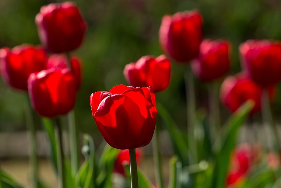 tulips, spring, light, colorful, red, flowers, macro, nature HD wallpaper