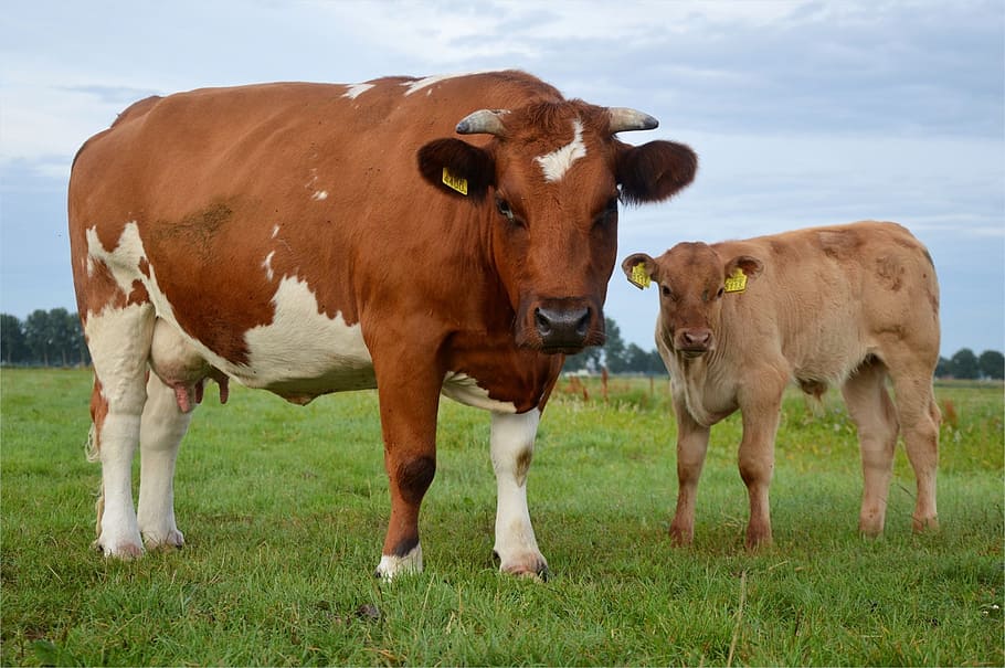 two white and brown cows on field, Bull, Farm, Animal, Cattle
