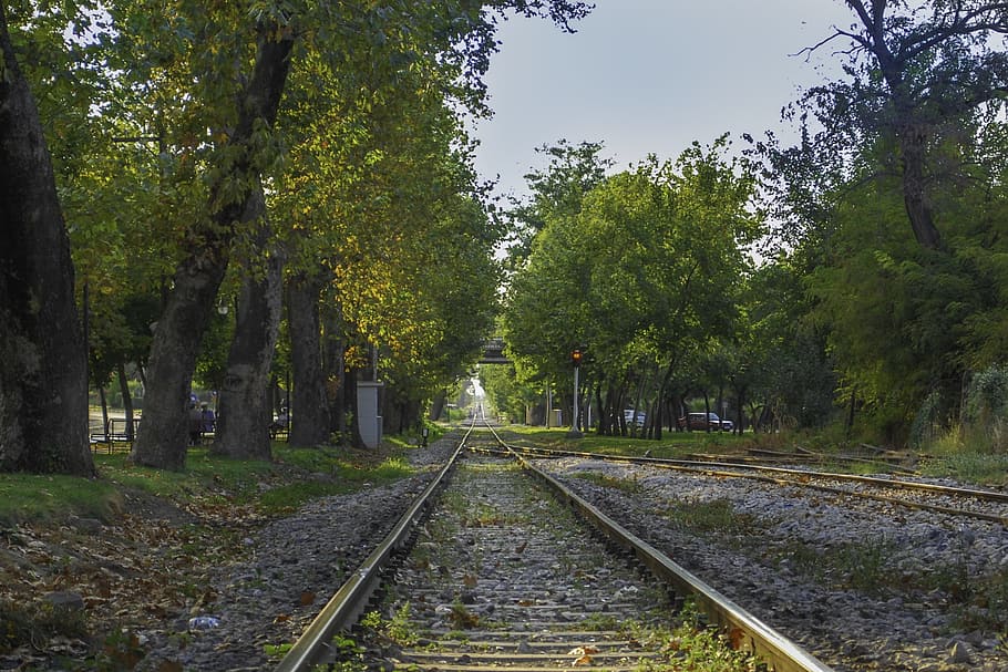 train path, railway, green, rails, tree, railroad track, plant HD wallpaper