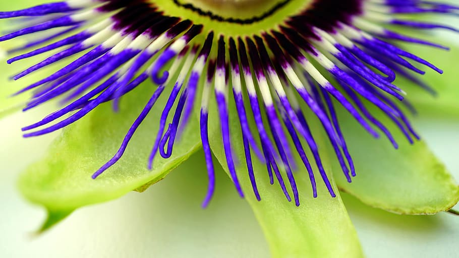 nature, petals, plant, blur, bloom, blooming, blossom, botanical HD wallpaper