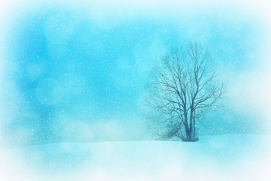 lone tree, texture, background, winter, wintry, snow, snowflakes HD wallpaper