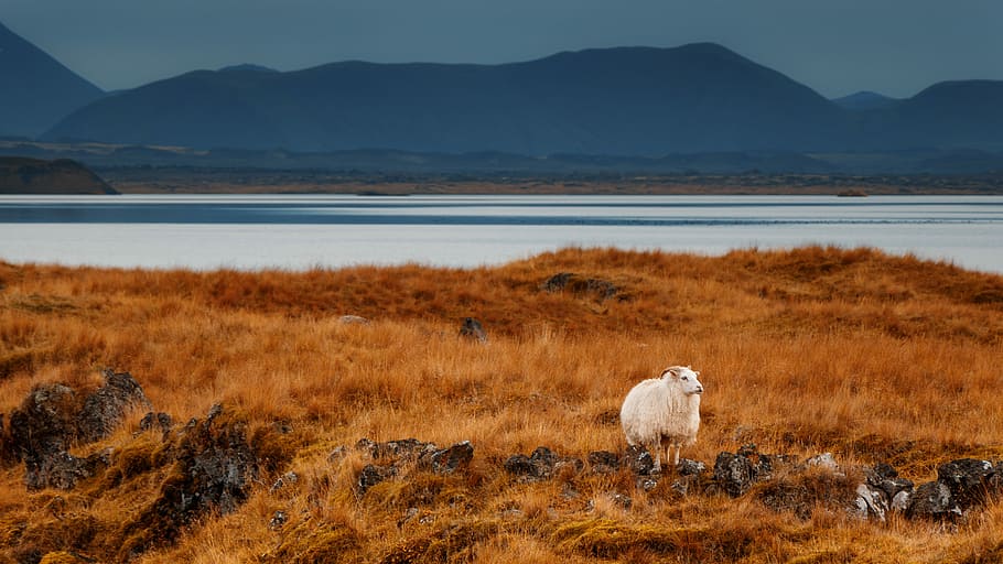 white sheep in the middle of brown meadows during day, white sheep on brown grass field HD wallpaper