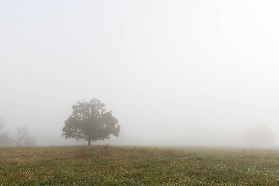 green tree with white dog during daytime, photography of tree during daytime HD wallpaper