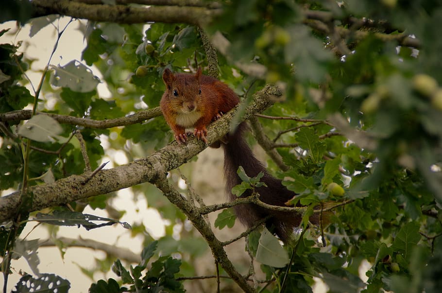 squirrel, nature, animal, forest, rodent, possierlich, wildlife photography HD wallpaper